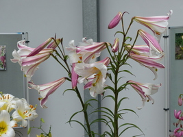 Foto: Dr. Peter Müller